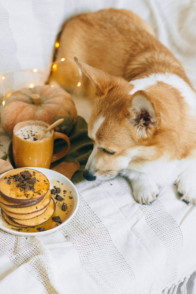 Goldbrauner Corgi mir herbstlicher Dekoration.