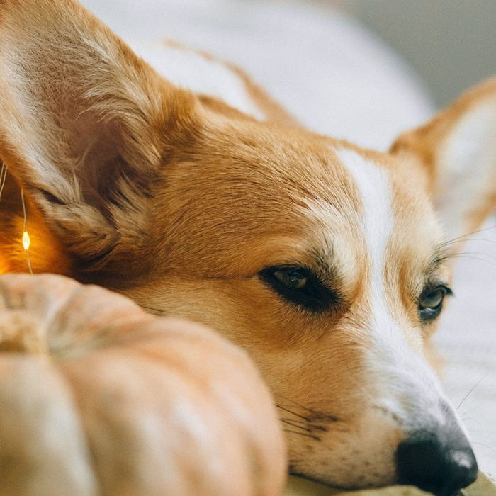 Cooper lieht gemütlich auf einer Decke und schläft fast ein.