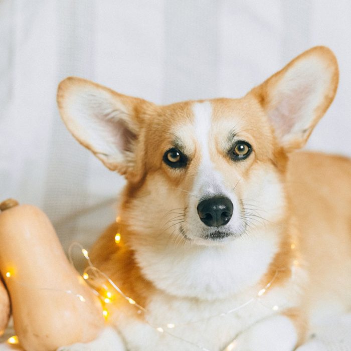 Der Corgi, Cooper in einer gemütlichen Umgebung mit Kürbis und Lichterkette.