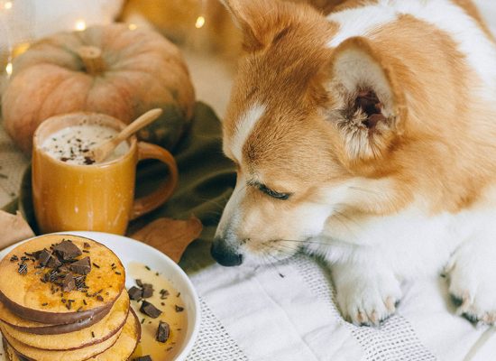 Goldbrauner Corgi mir herbstlicher Dekoration.